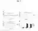 Fig. 06 - Allelic disorders caused by mutations in TRPV4