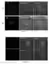 Fig. 14 - Ruthenium (II) complexes, preparation and uses thereof