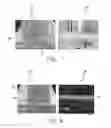 Fig. 04 - Braze materials and method for joining of ceramic matrix composites