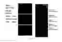 Fig. 26 - DEVICES AND METHODS FOR DIAGNOSING, PROGNOSING, OR THERANOSING A CONDITION BY ENRICHING RARE CELLS