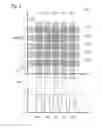 Fig. 04 - Particle analysis and sorting apparatus and methods