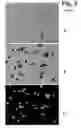 Fig. 16 - Image forming cytometer