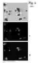 Fig. 18 - Image forming cytometer