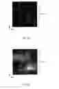 Fig. 12 - CELL OBSERVATION METHOD, CELL OBSERVATION APPARATUS, READABLE MEDIA, METHOD FOR PRODUCING CELL SHEET AND APPARATUS FOR PRODUCING CELL SHEET