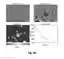 Fig. 12 - Selecting and isolating desirable t lymphocytes by change in mass responses
