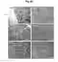 Fig. 05 - Construction of mitochondrial UQCRB mutant expressing cells and utilization of the cells for UQCRB assay system thereof