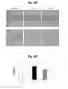 Fig. 09 - Construction of mitochondrial UQCRB mutant expressing cells and utilization of the cells for UQCRB assay system thereof