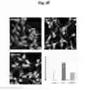 Fig. 12 - Construction of mitochondrial UQCRB mutant expressing cells and utilization of the cells for UQCRB assay system thereof