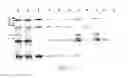 Fig. 22 - Immunogenic proteins of 