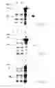 Fig. 23 - Immunogenic proteins of 