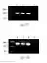 Fig. 25 - Immunogenic proteins of 