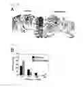 Fig. 02 - Method for determining prognosis of cancer