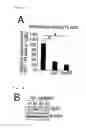 Fig. 06 - Method for determining prognosis of cancer
