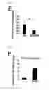 Fig. 14 - Method for determining prognosis of cancer