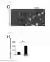 Fig. 15 - Method for determining prognosis of cancer