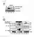 Fig. 20 - Method for determining prognosis of cancer