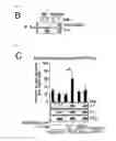 Fig. 30 - Method for determining prognosis of cancer