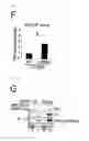 Fig. 32 - Method for determining prognosis of cancer