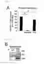 Fig. 35 - Method for determining prognosis of cancer