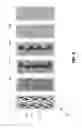 Fig. 09 - Conditioning of object or event based reservior models using local multiple-point statistics simulations