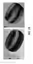 Fig. 12 - Analysis of laminate structures