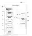 Fig. 01 - Device and method for data privacy management