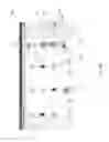 Fig. 127 - TIME VARYING STATIC THRESHOLDS