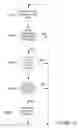 Fig. 11 - Peer to Peer Delivery System