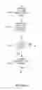 Fig. 12 - Peer to Peer Delivery System