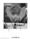 Fig. 11 - Pelvic model