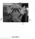 Fig. 18 - Pelvic model