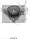 Fig. 37 - Pelvic model
