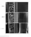 Fig. 08 - FUNCTIONALIZED POROUS POLYMER NANOCOMPOSITES