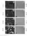 Fig. 11 - FUNCTIONALIZED POROUS POLYMER NANOCOMPOSITES