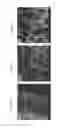 Fig. 16 - FUNCTIONALIZED POROUS POLYMER NANOCOMPOSITES