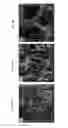 Fig. 17 - FUNCTIONALIZED POROUS POLYMER NANOCOMPOSITES