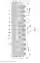 Fig. 03 - Electronic device with redistribution layer and stiffeners and related methods