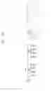 Fig. 166 - Semiconductor devices including bit line contact plug and peripheral transistor