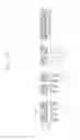 Fig. 58 - Semiconductor devices including bit line contact plug and peripheral transistor