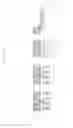 Fig. 70 - Semiconductor devices including bit line contact plug and peripheral transistor