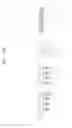 Fig. 80 - Semiconductor devices including bit line contact plug and peripheral transistor