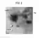 Fig. 04 - ELECTRODE CATALYST