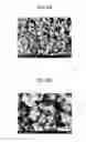 Fig. 08 - Porous carbon catalyst, method for producing same, electrode and battery