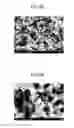 Fig. 09 - Porous carbon catalyst, method for producing same, electrode and battery