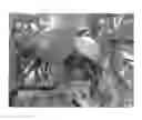 Fig. 01 - Apple tree, 'TCL3'