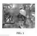 Fig. 02 - Apple tree, 'TCL3'
