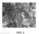 Fig. 03 - Apple tree, 'TCL3'