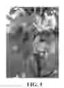 Fig. 04 - Apple tree, 'TCL3'
