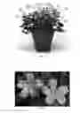 Fig. 02 - plant named ‘Miss Heidi’