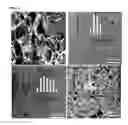 Fig. 05 - Antibacterial cryogel and porous hydrogel, their preparation method, and their use for disinfecting water